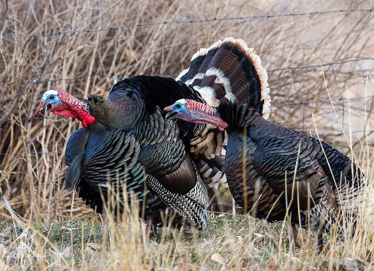 Seasons are winding down, but Merriam's gobblers are still hammering out west. Image by Michael Chatt / Shutterstock