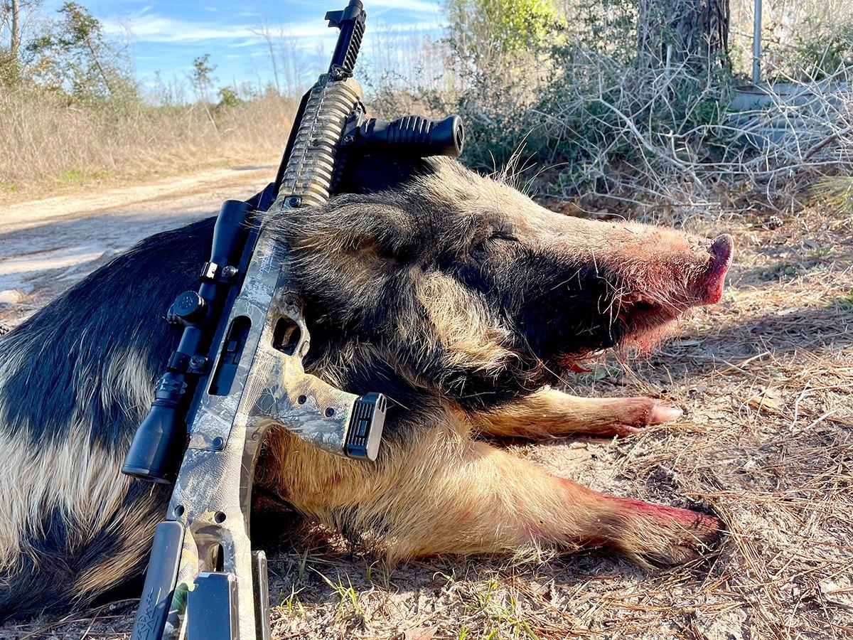 A well placed 10mm round will bring down even a mature boar in a hurry.