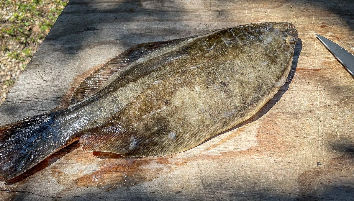 Flounder are a blast to catch by rod and reel or by gigging.