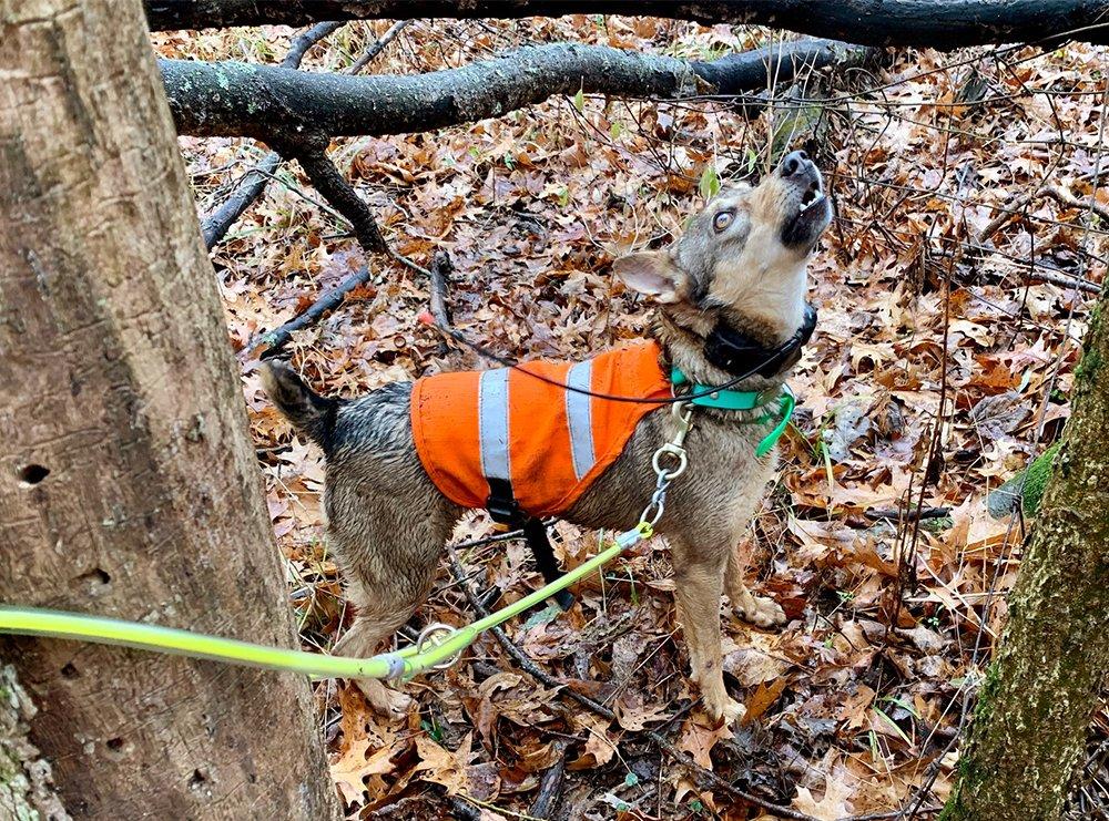 Clipping a young dog to a tree and teasing it with a dead squirrel is a good way to encourage barking.