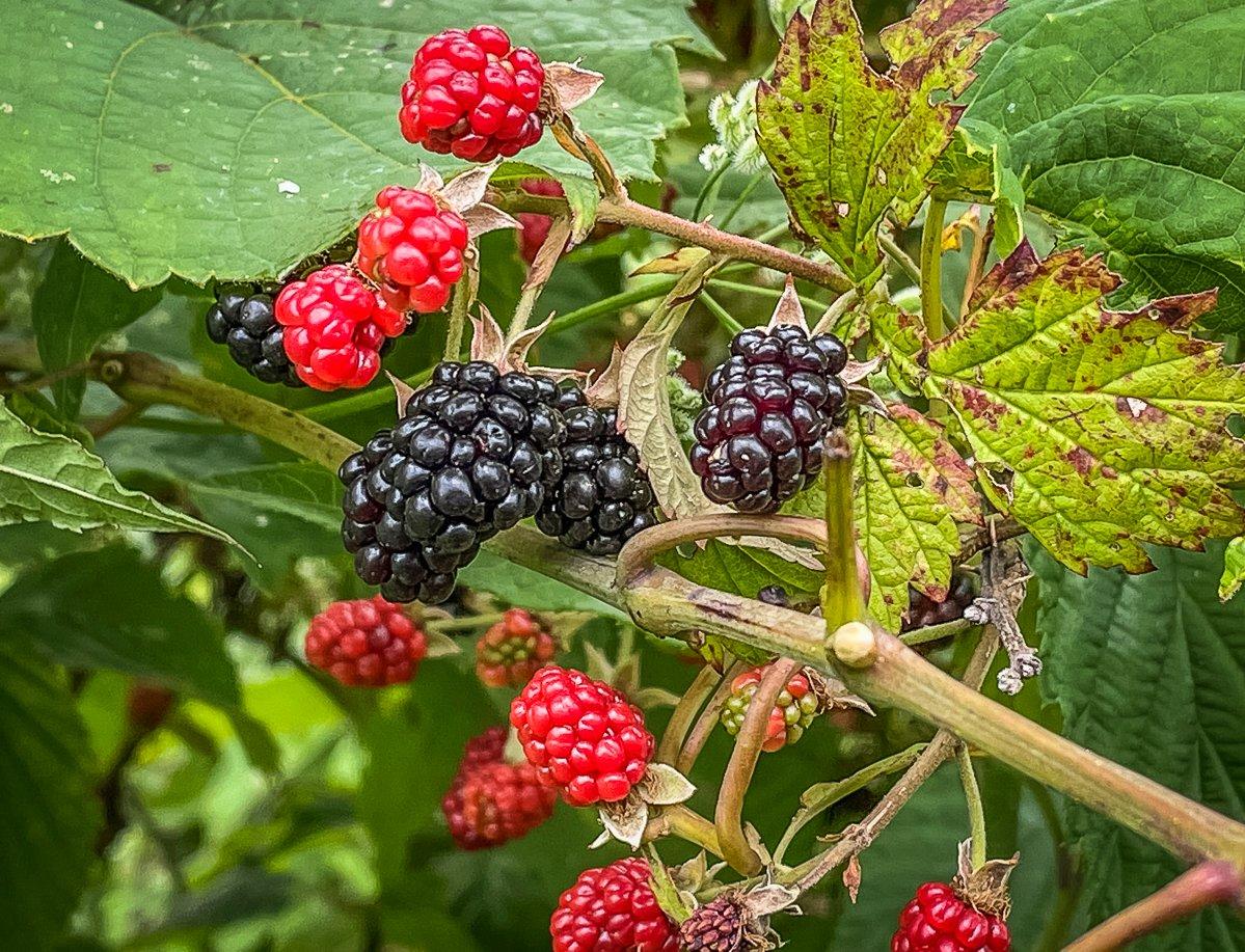 Take advantage of ripe blackberries by adding them to your aebleskivers.