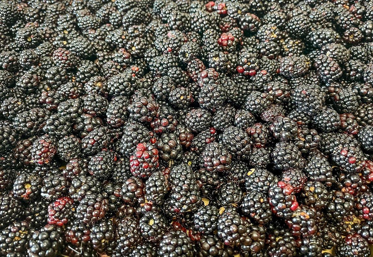 Clean the blackberries well before making the sauce.