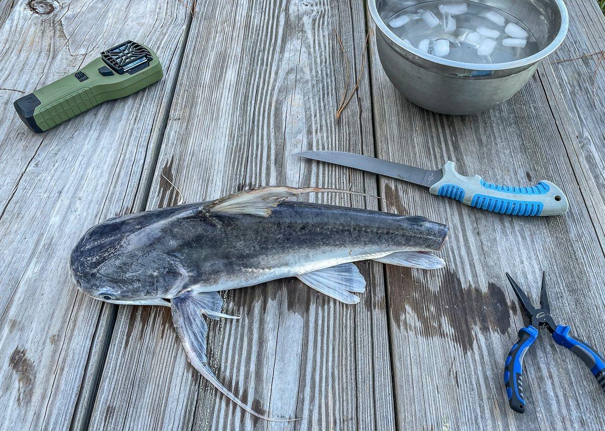 CATFISH with a BLOWGUN, Slocked in Clear Water 