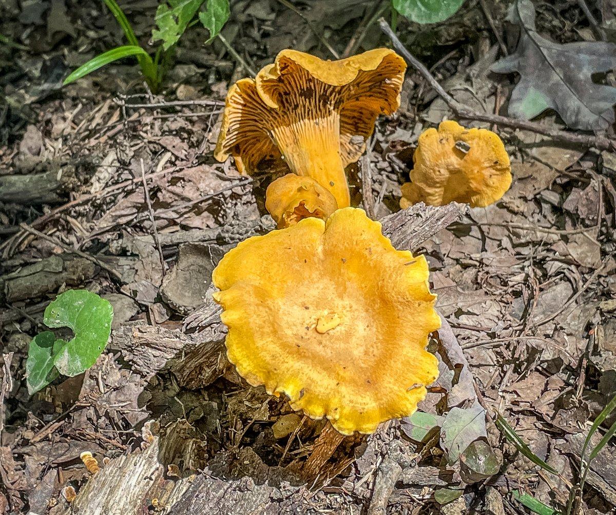 Chanterelle mushrooms are abundant this time of year in many areas of the country.