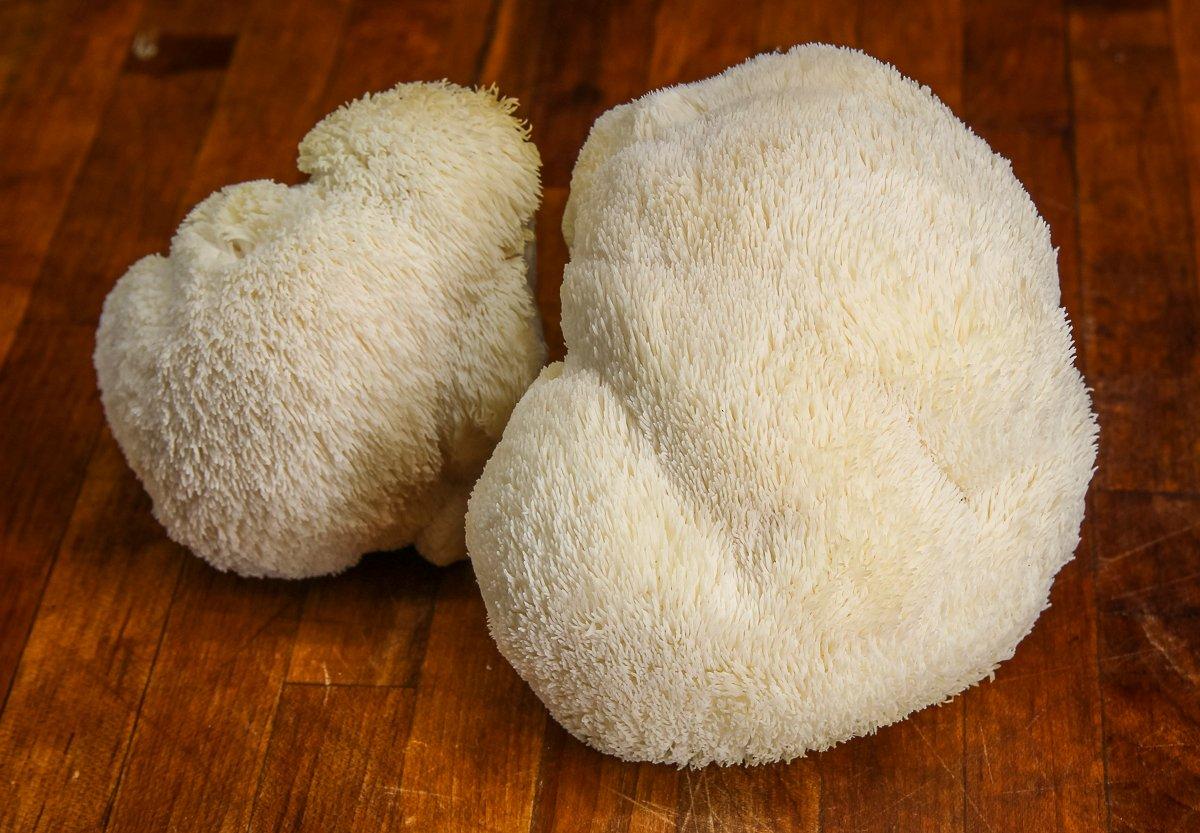 Lion's mane mushrooms can vary in appearance from fuzzy to long, furry fingers that extend from the main mushroom body.