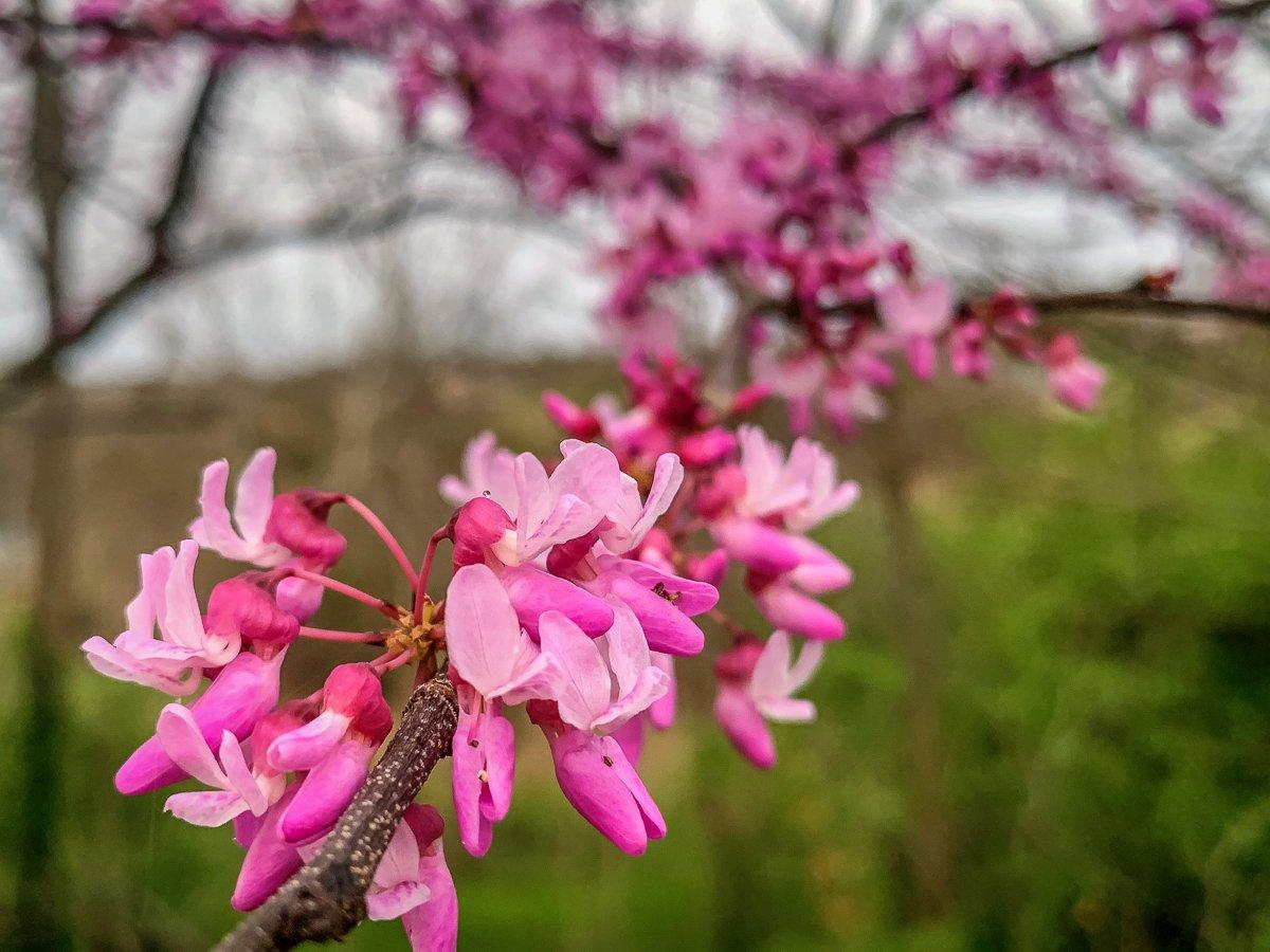 It just so happens that the redbuds in our area bloom about the same time the panfish start to bite.