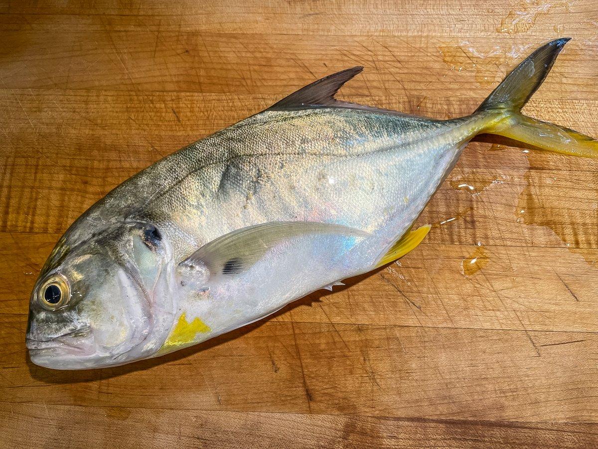 my first jack was record size 😂 . . . #jackcrevalle #jack #fish