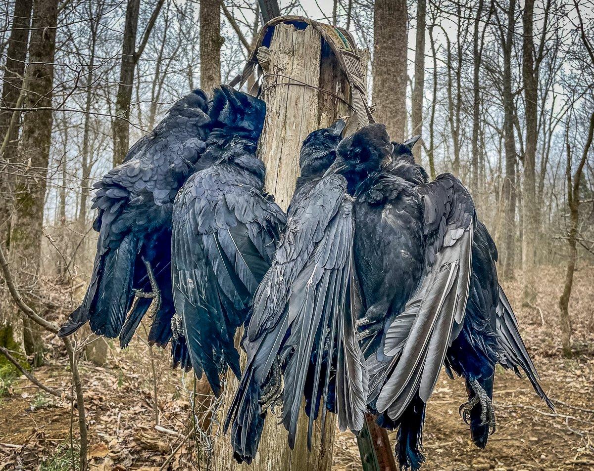 Crows are fun to hunt and surprisingly good to eat.