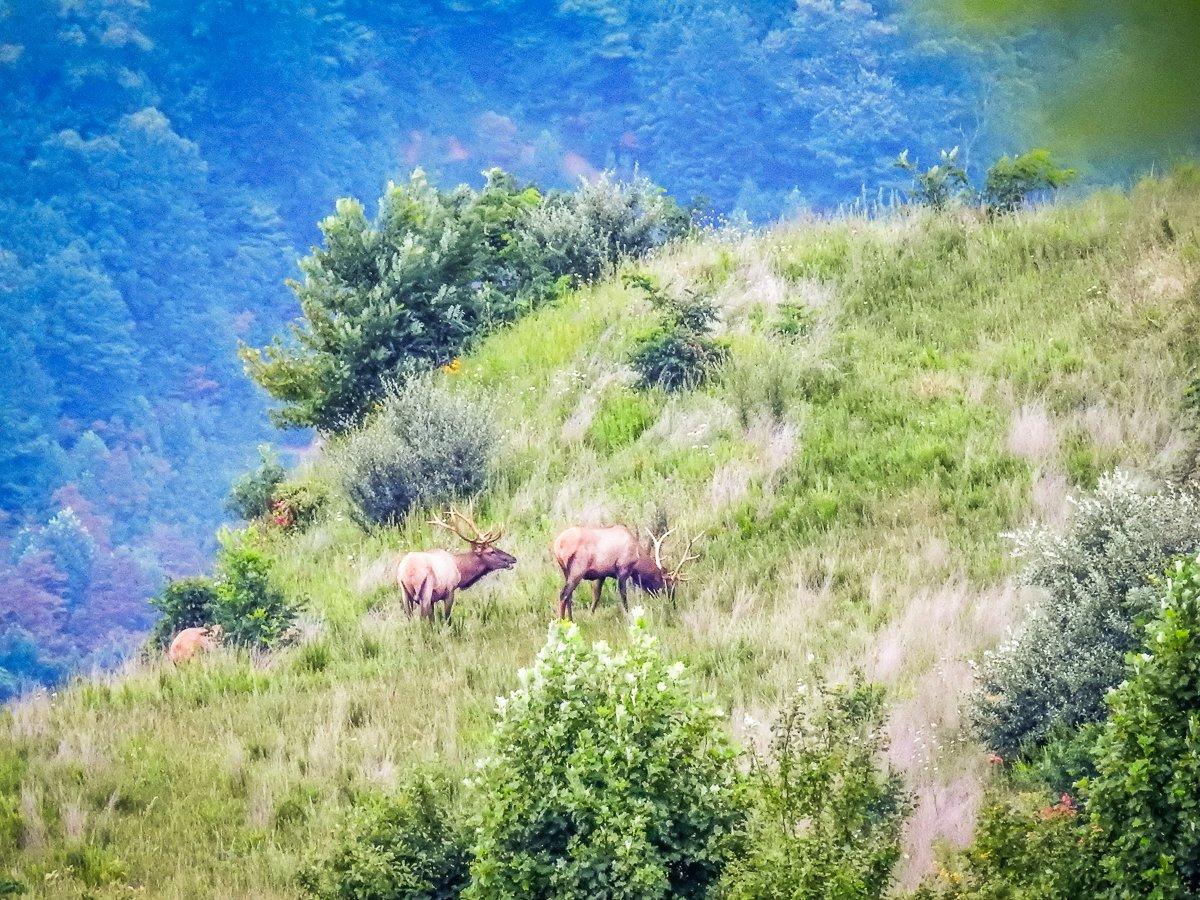 Early scouting trips yielded several bull sightings in the area.  Photo by M. Pendley