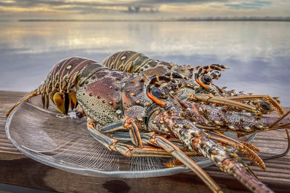 Grilled Florida Spiny Lobster - Realtree Camo