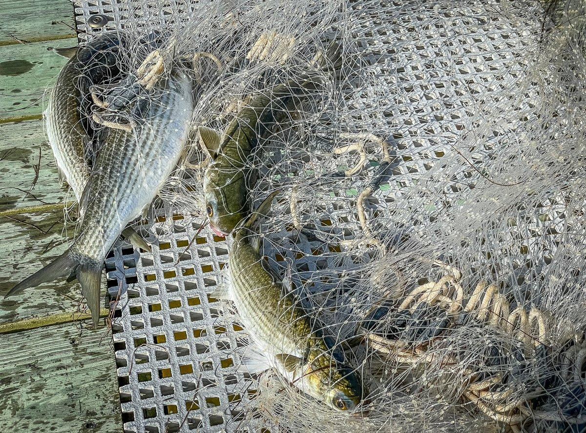 Florida locals know that a cast net full of mullet means good things to come at the dinner table.