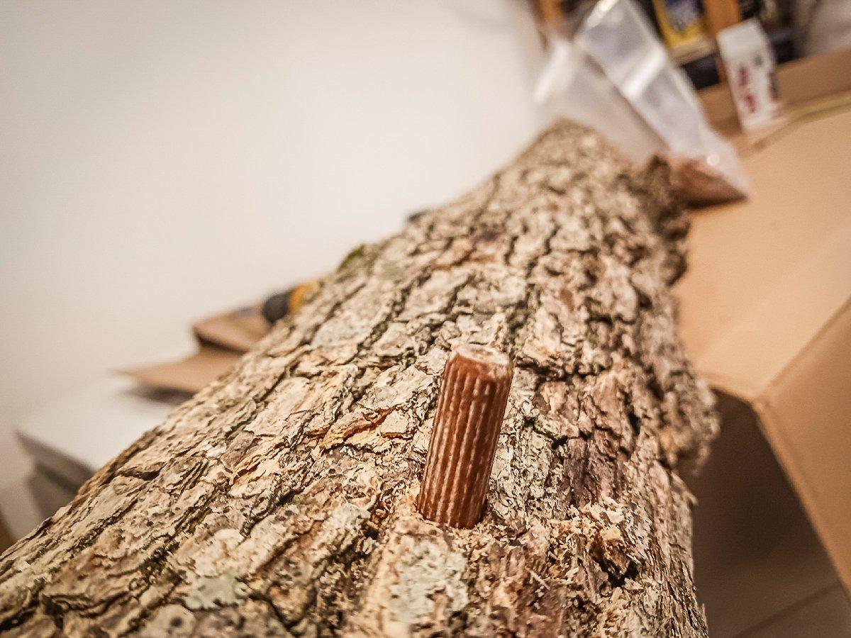 Drill the freshly cut hardwood logs and tap in the plugs.