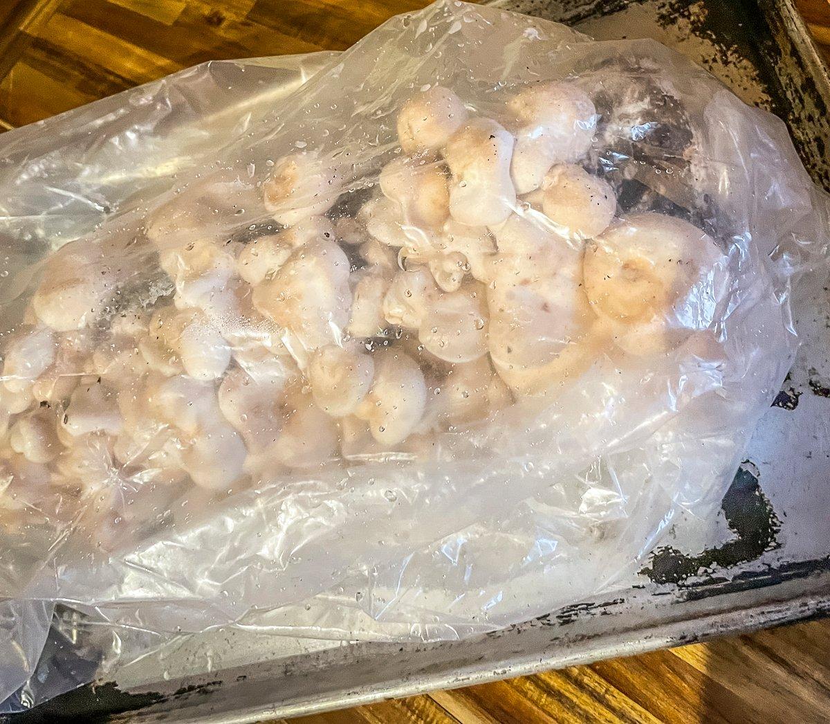 A plastic bag is often used to hold moisture around the mushrooms while they grow.