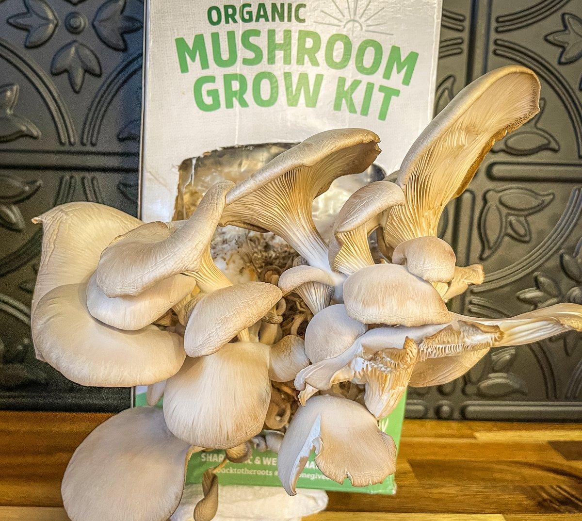 Pick the mushrooms each day.