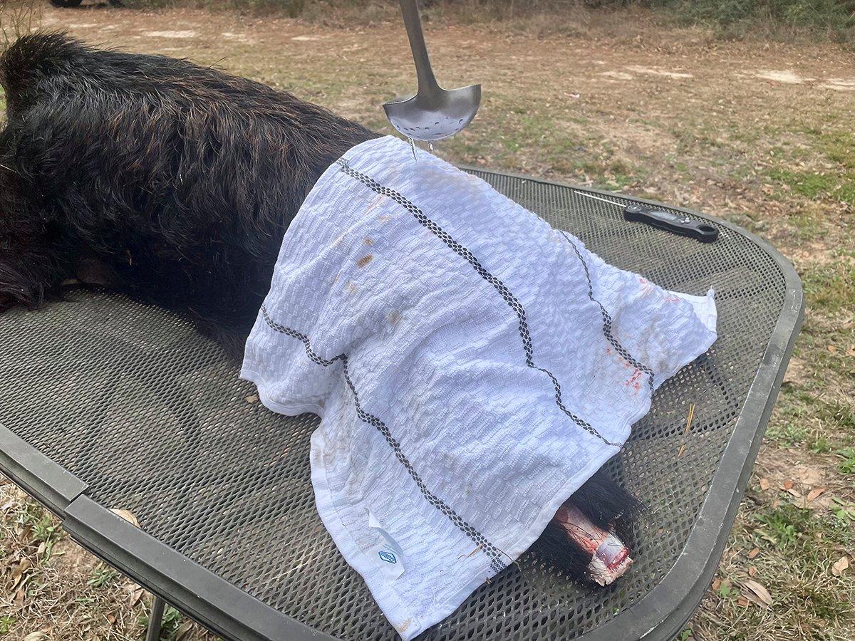 If you can't dip the entire hog in hot water, cover it with old towels and ladle the hot water over until hair loosens.