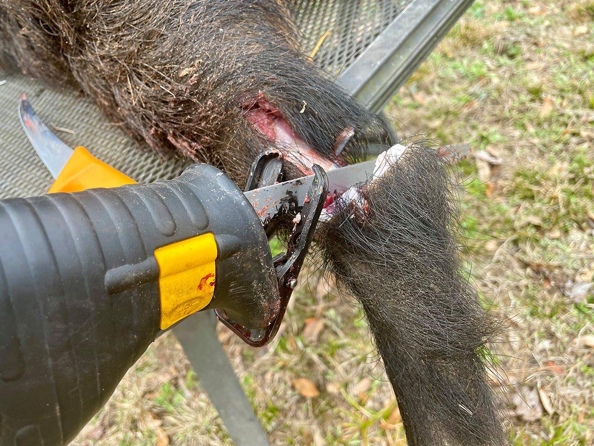 A reciprocating saw comes in handy for cleaning and prepping wild pigs.