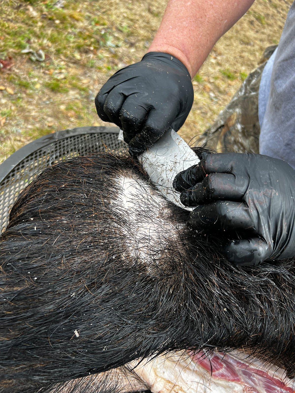 Once the hair is loose, scrape it away.