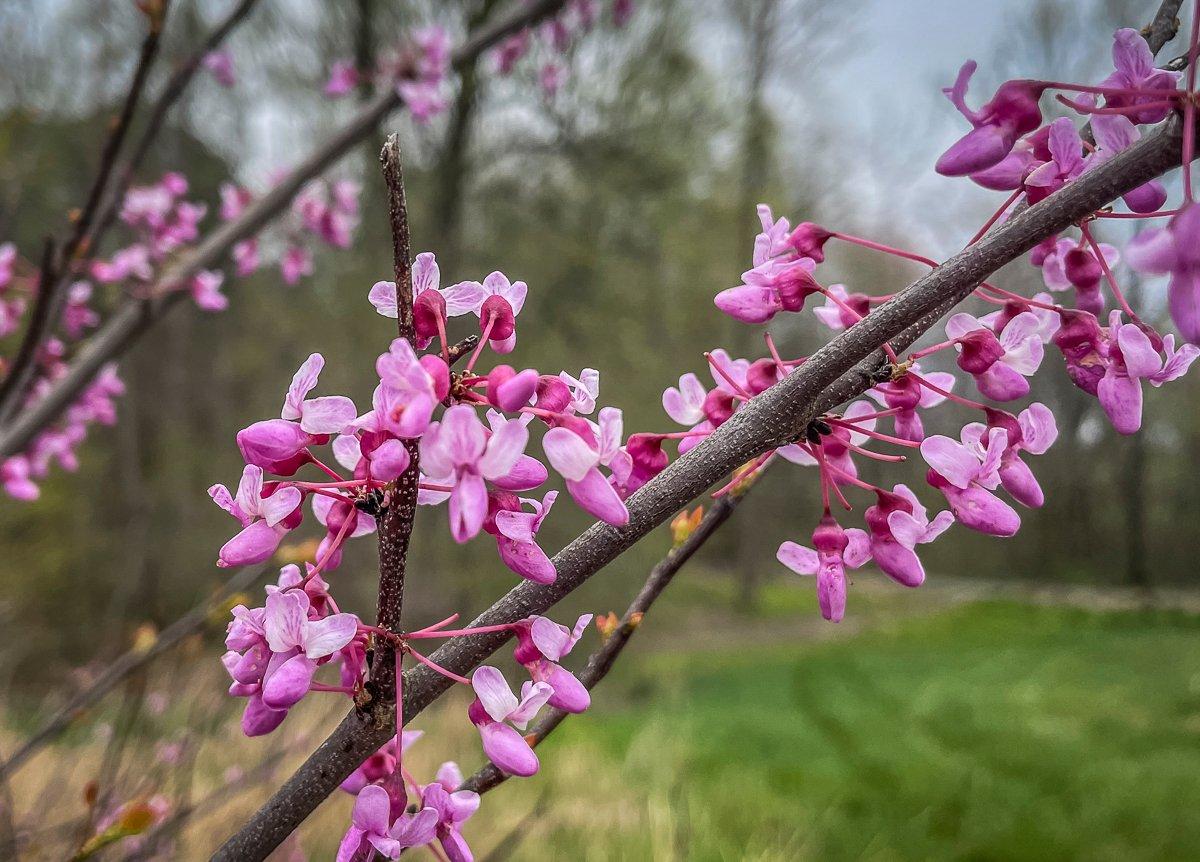 Redbud blossoms make a refreshing tea in the spring.