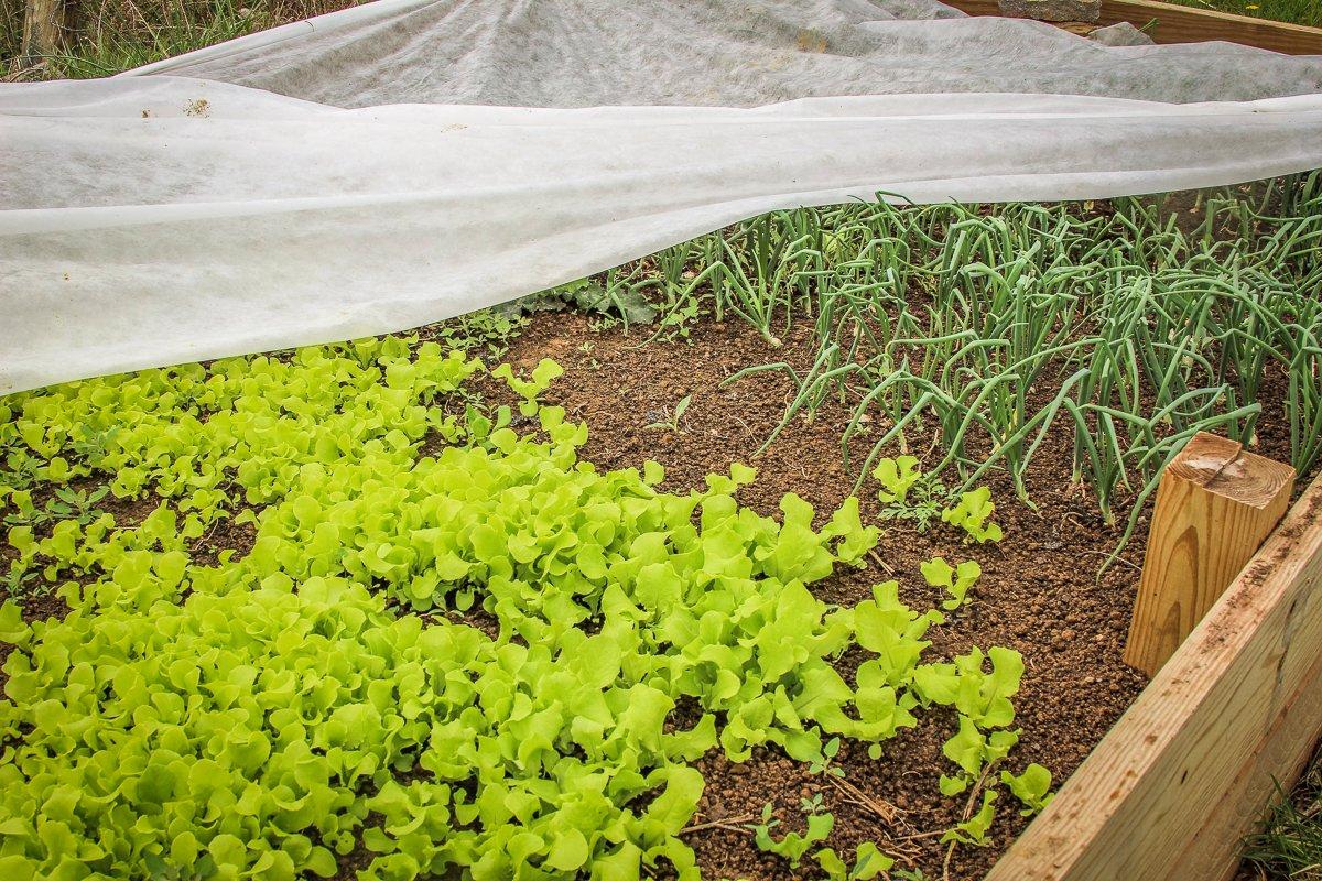 Fresh leaf lettuce and green onions from a backyard bed are perfect for this salad.