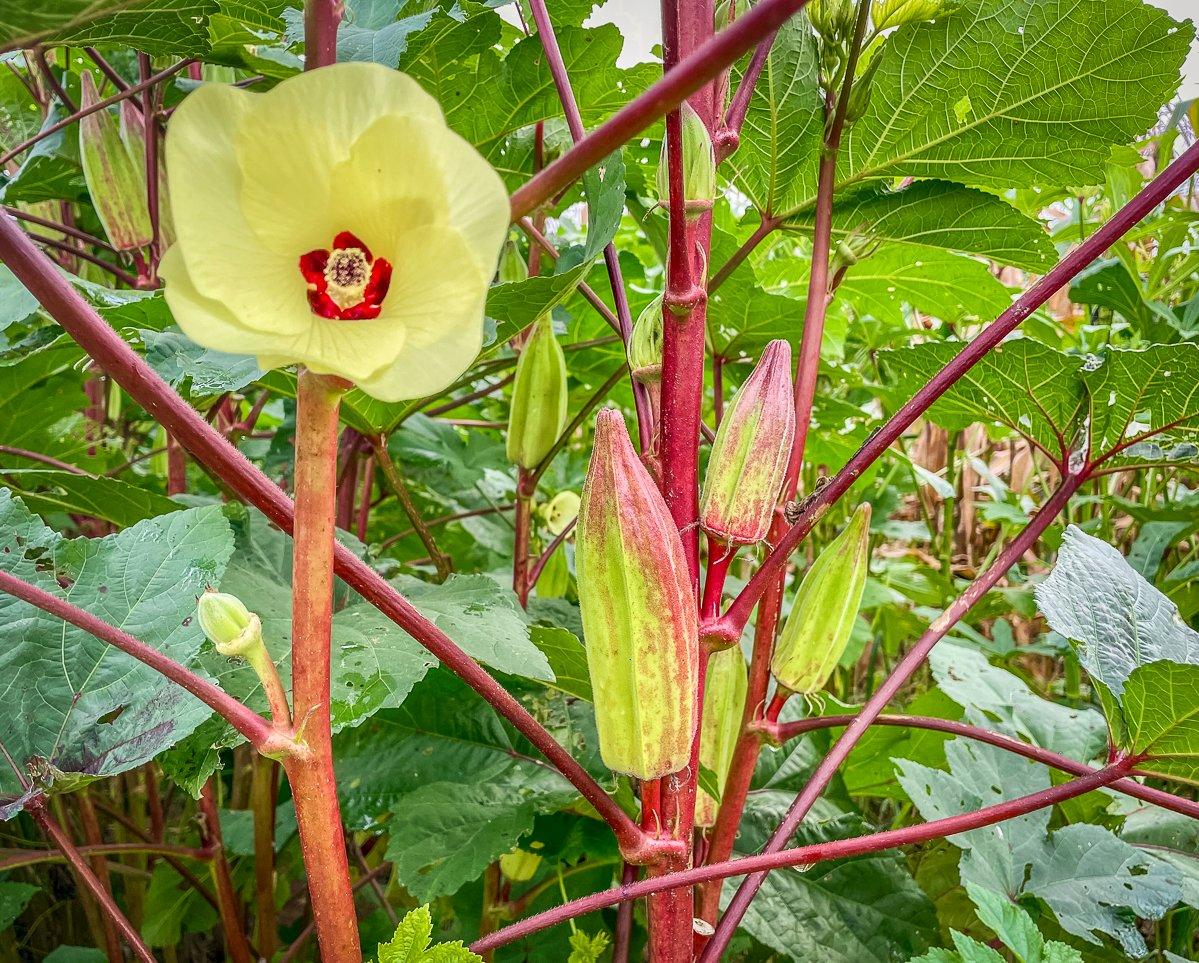 Okra is growing like crazy in the garden right now and makes the perfect thickener for this stew.