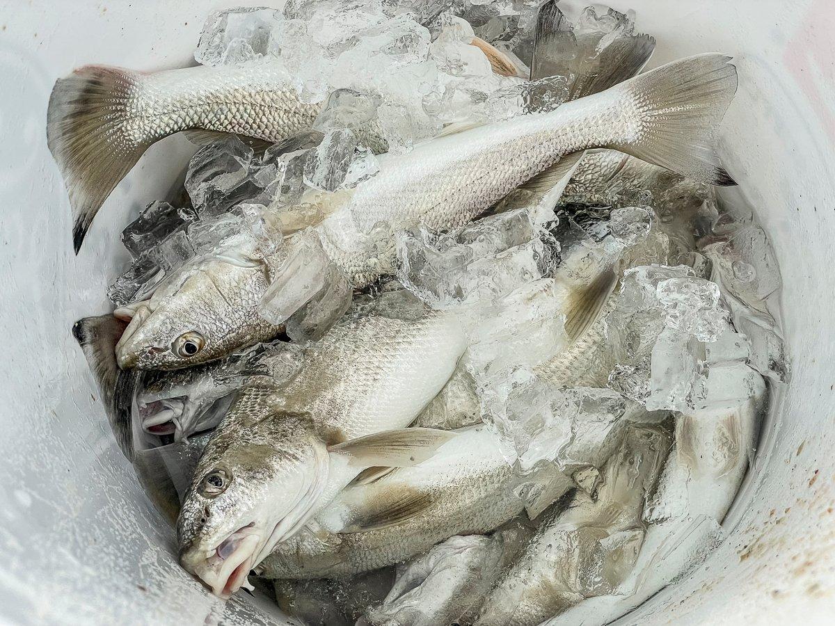 Even when nothing else will bite, you can often catch a cooler full of whiting.