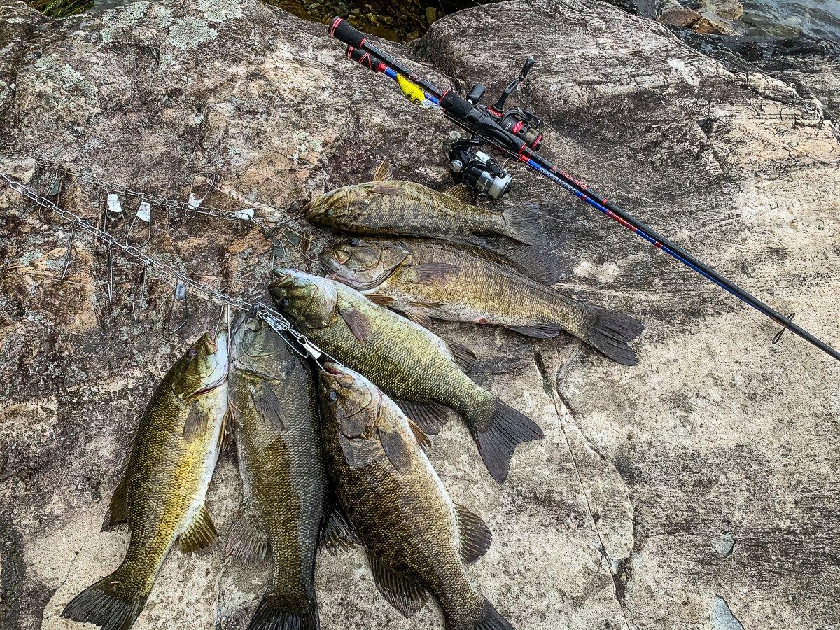 Change tactics and fishing times to target different species like these smallmouth bass. Image by Michael Pendley