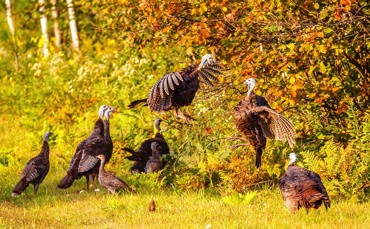 Blind views can include brood hens contesting territorial dominance. It's also a great way to gauge your local turkey hatch. Image by Michael Tatman/Shutterstock