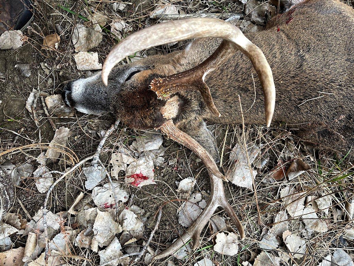 Check out this buck, which has a unique third beam starting on tip of its skull. Image courtesy of Mike Hanback
