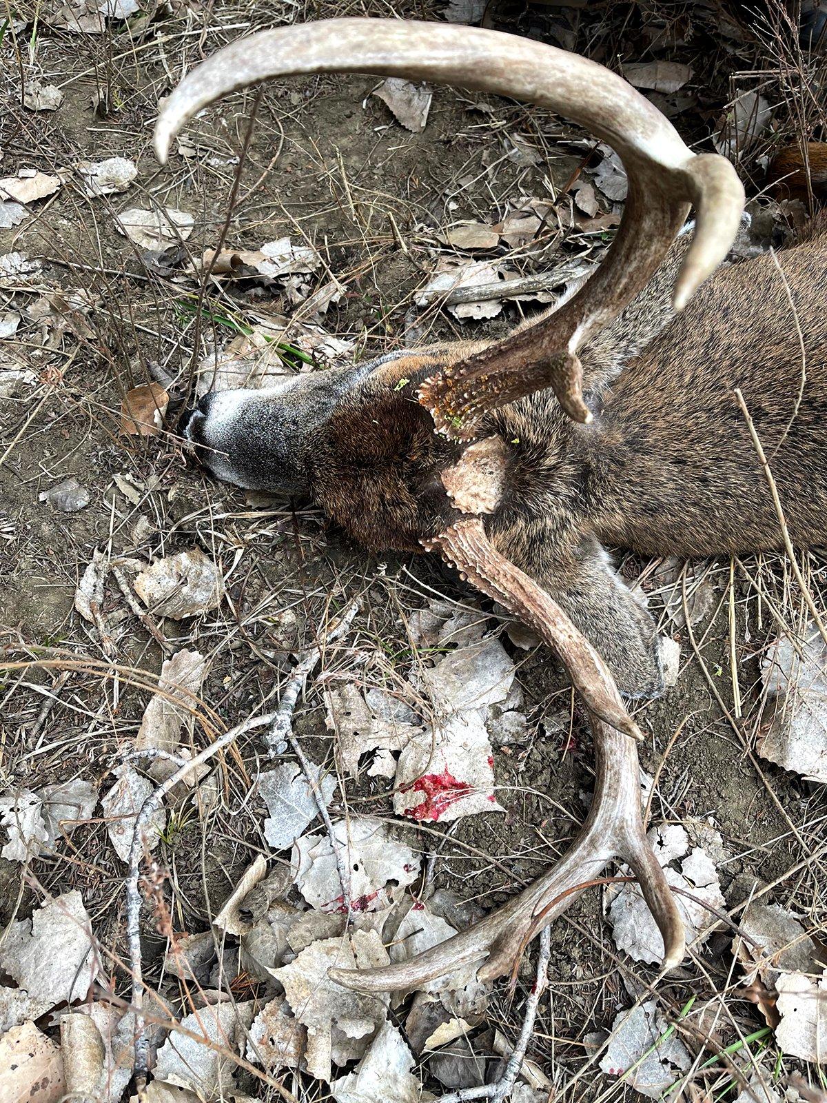 Most experts agree that this is about as rare of a third beam as you'll ever see. Image courtesy of Mike Hanback