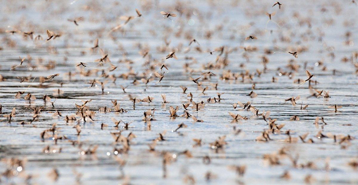 Walleyes, perch, and other species gorge themselves during Great Lakes mayfly hatches. Image by Mladen Mitrinovic / Shutterstock