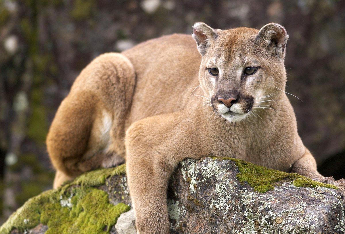 The California Department of Fish and Wildlife is relocating mountain lions over 100 miles away from the bighorn sheep herds. Image by Moose Henderson / Shutterstock