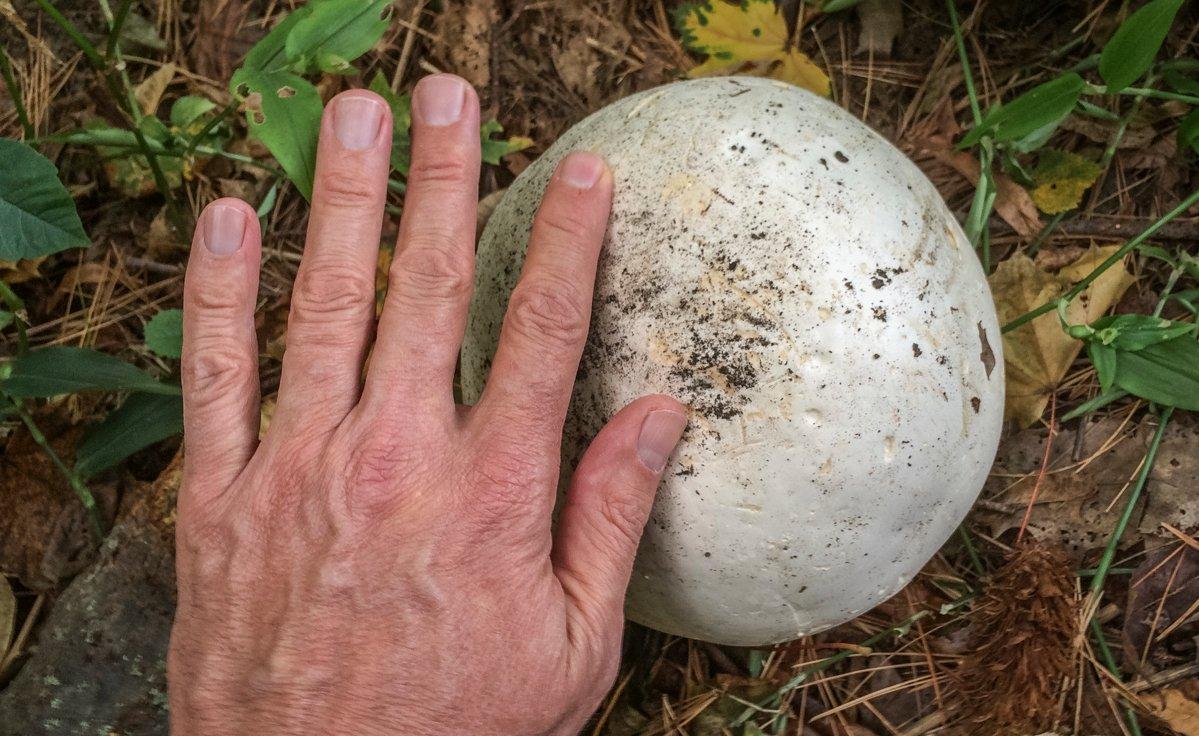 Giant puffballs can be as large as basketballs, but smaller, younger specimens are better for the table.