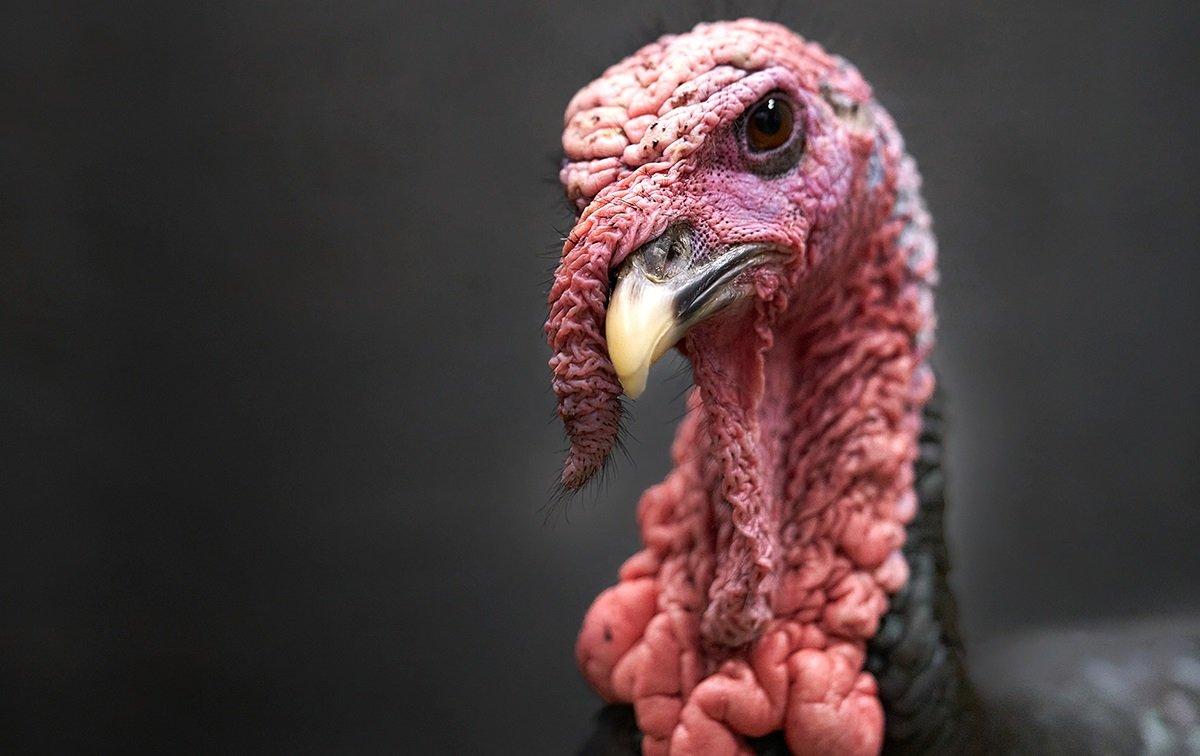 A turkey's daily life may be more influenced by scent than previously believed. Image by Oleg Ri
