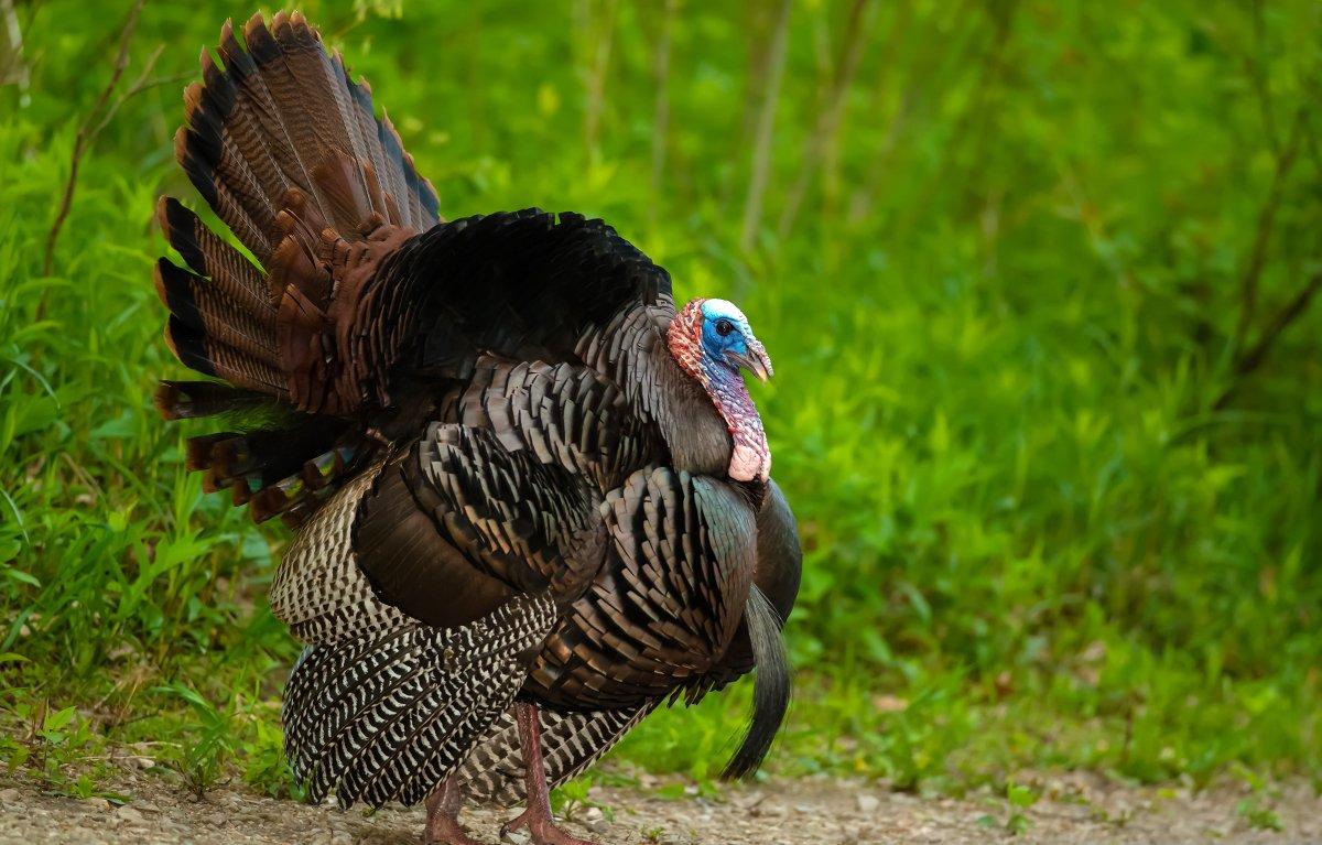 wild turkeys gobbling