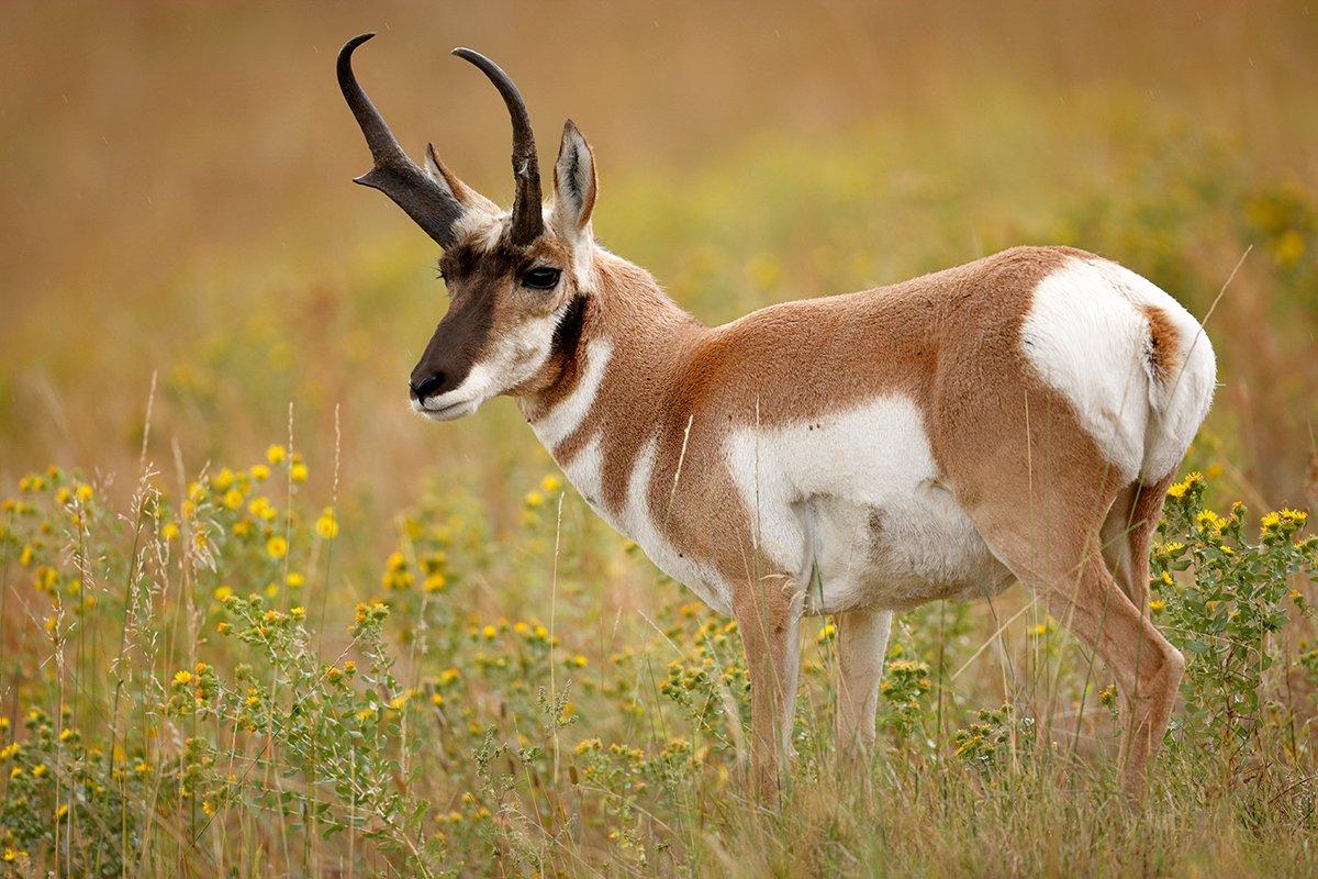 Also known as the antelope or speed goat, a pronghorn hunt is a great introduction to western hunting. Image by Shutterstock / Paul Tessier