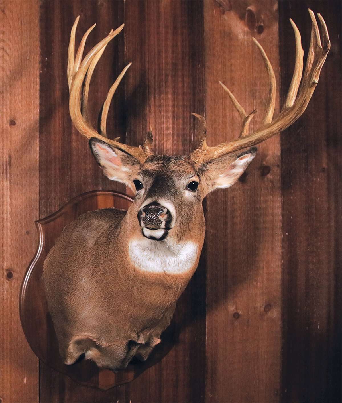 The Frederick Kyriss buck was reportedly taken in the 1960s, and remained in a garage for more than a half century. Image by Pennsylvania Game Commission