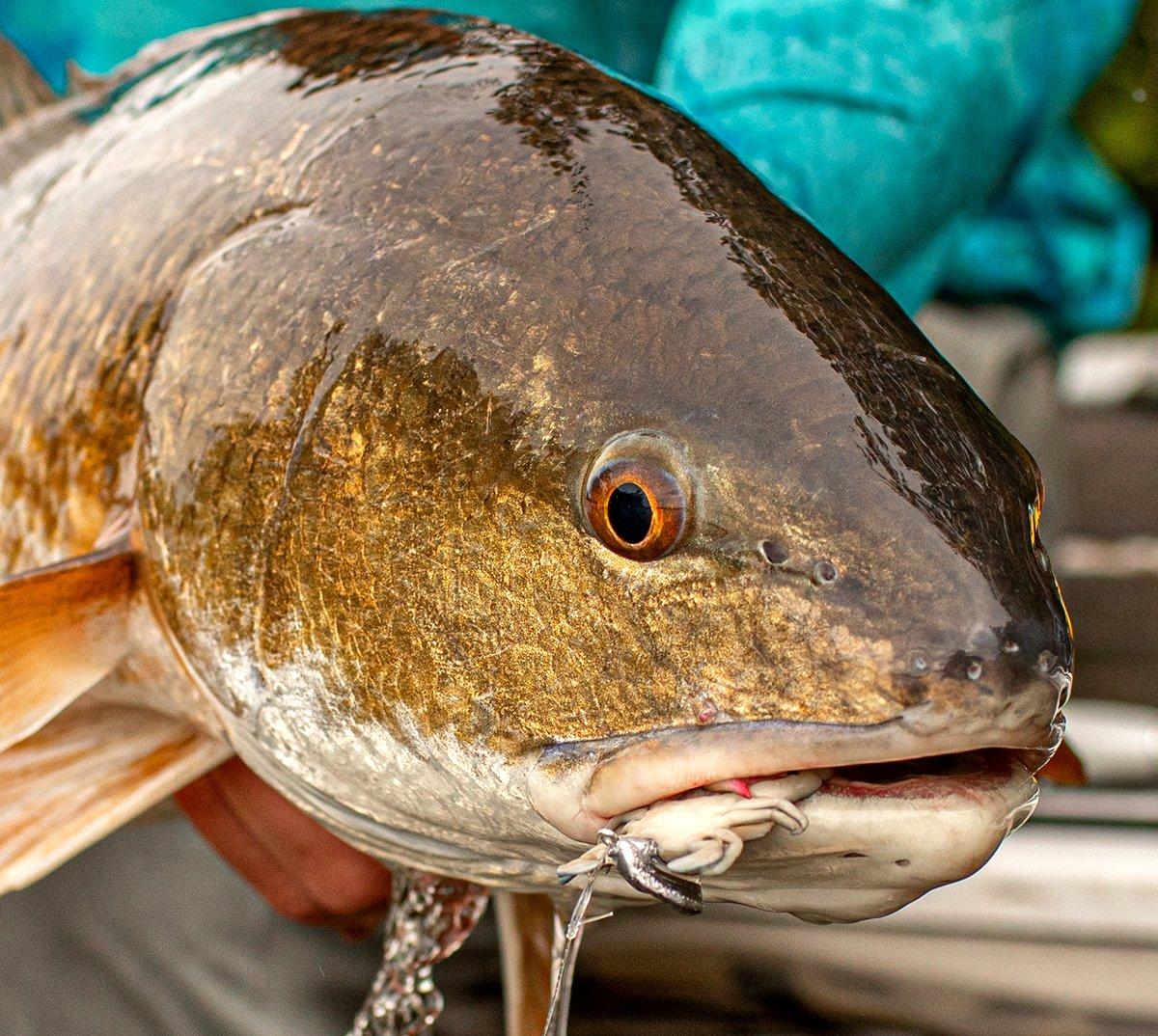 Fall reds will fall for a variety of artificial and natural baits. Image by Phil Hughes