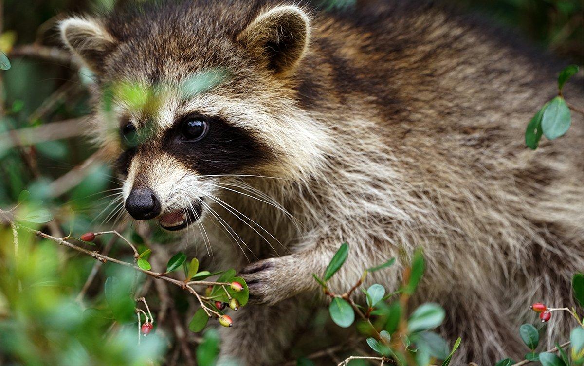 Raccoon