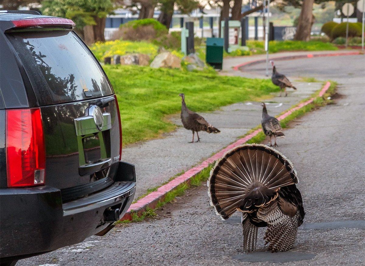 An aggressive tom has attacked several people and sent one to urgent care. Photo by Photo_Time