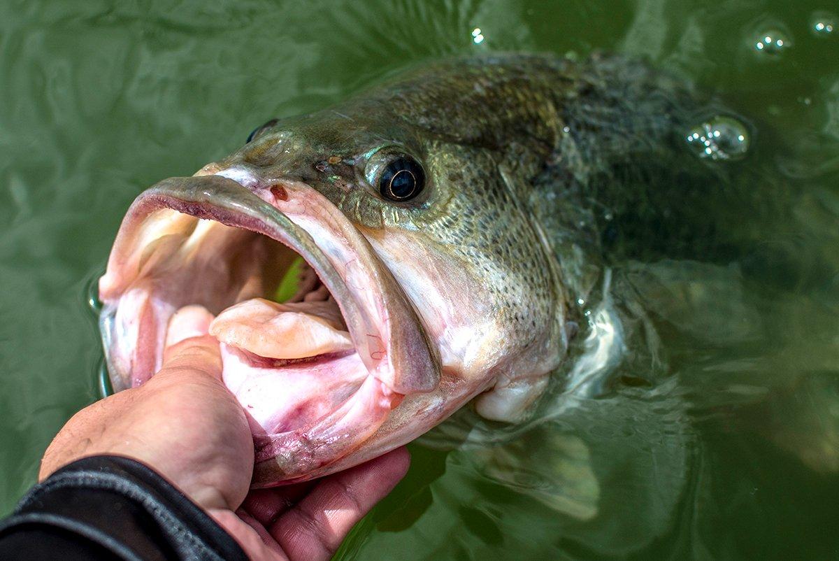 Find big bass in the early season by fishing corridors between wintering and spawning areas. Image by Pierre Rebollar / Shutterstock