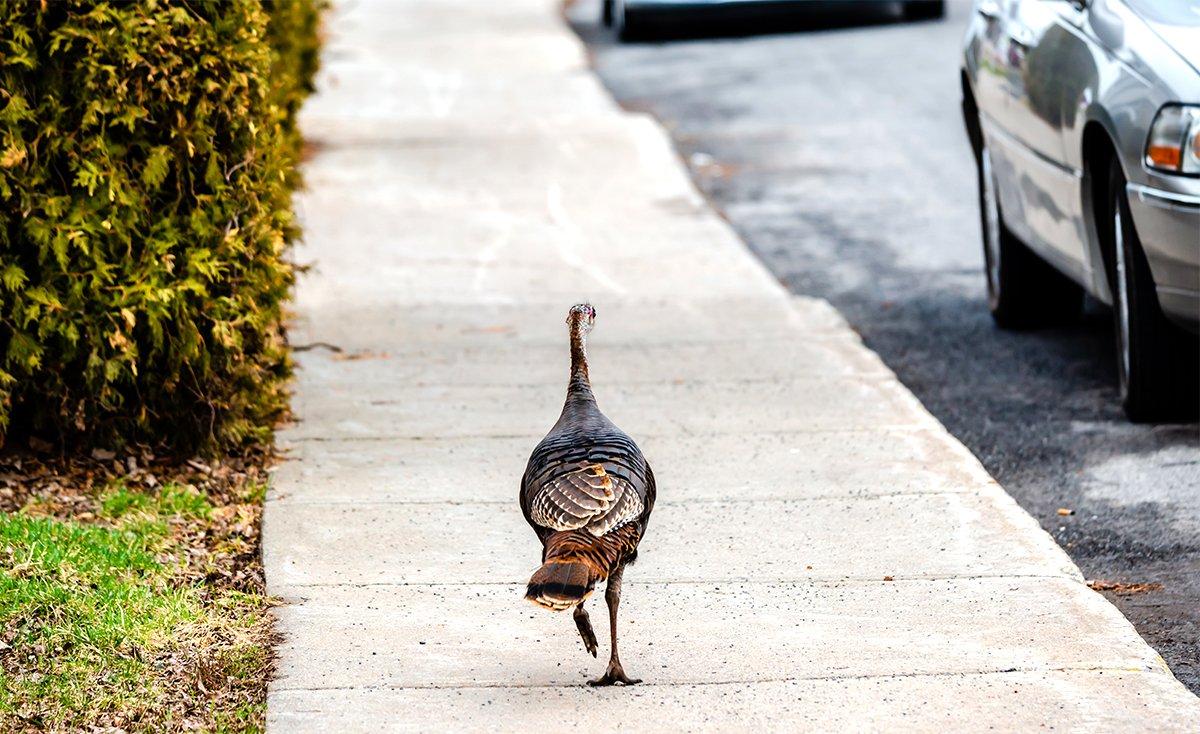 The Staten Island birds are hybrids of released domestic and wild birds (likely captive-bred). Image by Pitofotos/Shutterstock