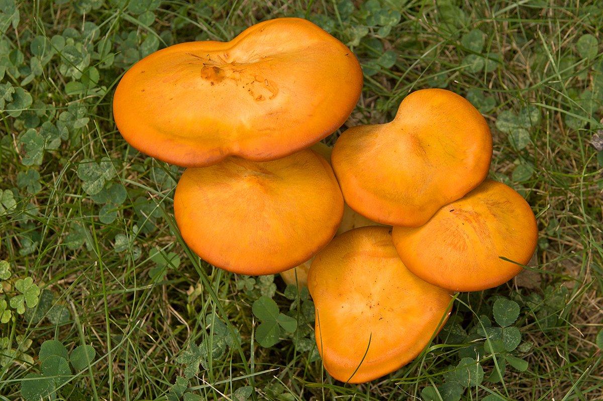 Jack-o'-lantern mushrooms are the most common lookalike to chanterelles. Image by Ralf Broskvar / Shutterstock