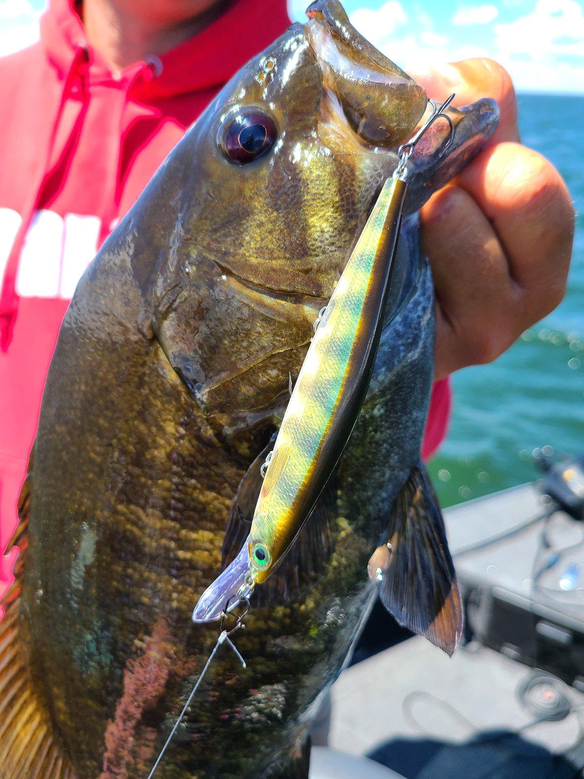 A nice bass is the reward for your fall fishing efforts. Image by Rapala