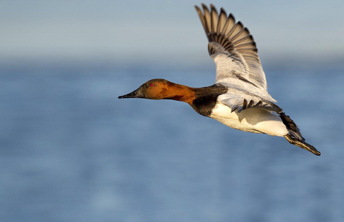 California is the top harvest state for canvasbacks. Wisconsin came in second during the 20-'21 season. Photo by Ray Hennessy