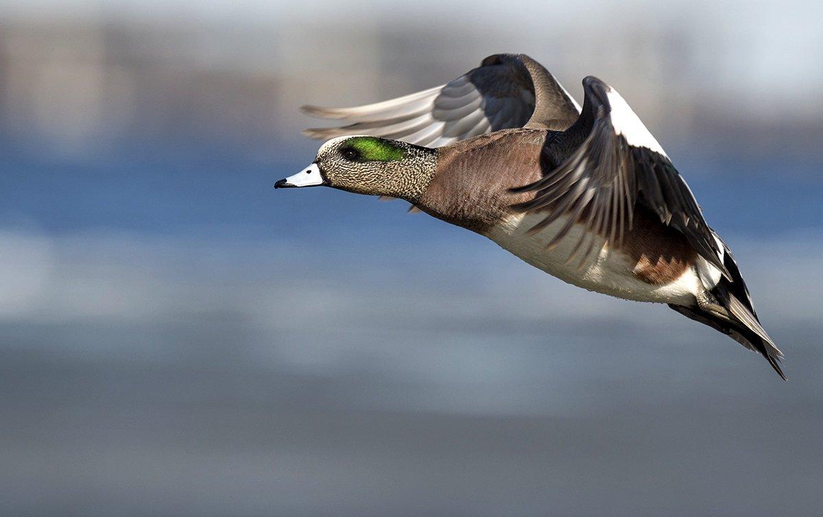 Good numbers of wigeon and bluebills are congregating in northwestern Washington. Photo by Ray Hennessy