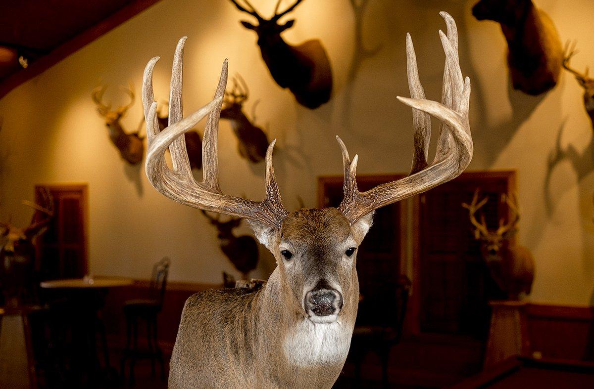 Scoring 211-4/8 inches, the Dustin Huff Buck came closest to dethroning the Hanson Buck. Image by Realtree / Dustin Huff