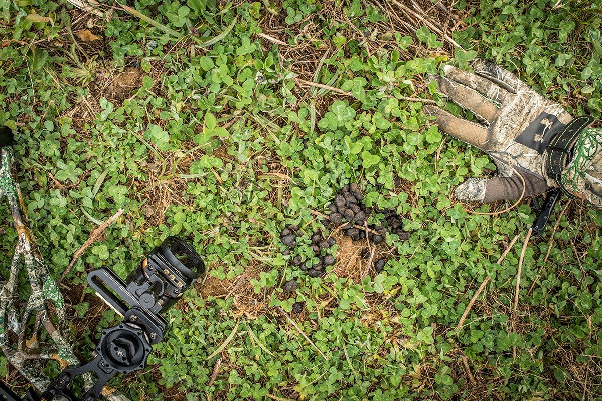 Planting a micro food plot is an excellent way to draw deer in for the shot. Image by Realtree Media