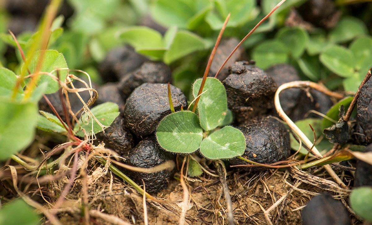 Most of the time, big, mature bucks don't spend their daylight hours out in the open, such as food plots. During the day, they burrow up in the thickest bedding cover they can find. Image by Realtree Media