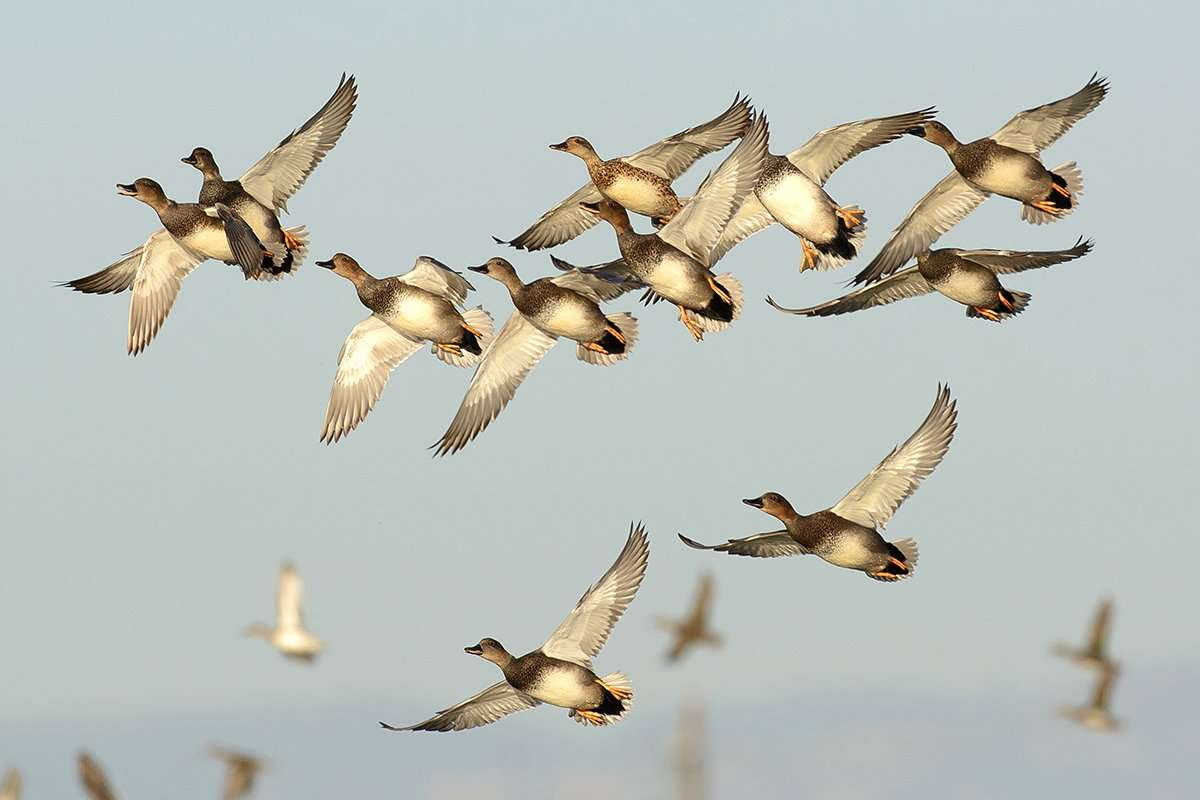 North Dakota seems to have the best water conditions for duck hunting. Photo by Relentless Images North Dakota seems to have the best water conditions for duck hunting. Photo by Relentless Images