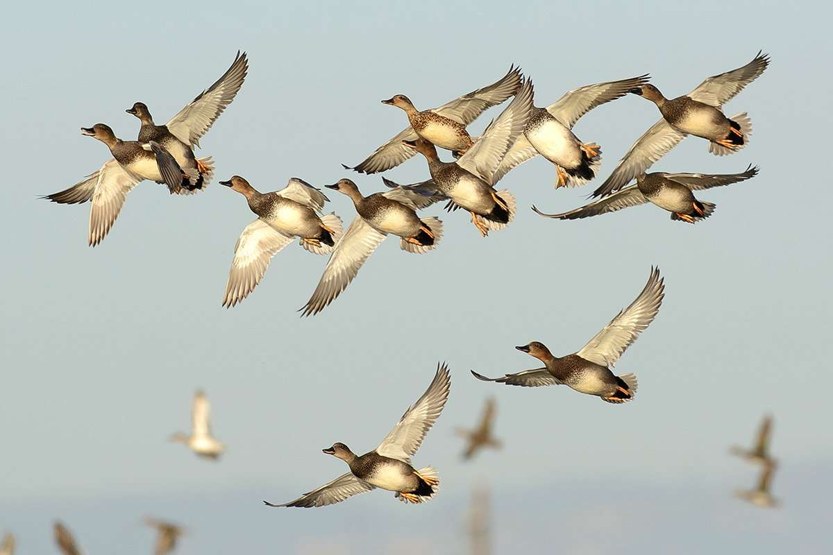 North Dakota seems to have the best water conditions for duck hunting. Photo by Relentless Images